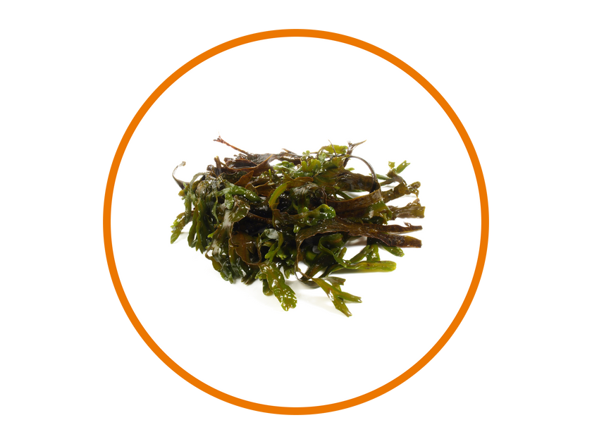 Norwegian Seaweed
