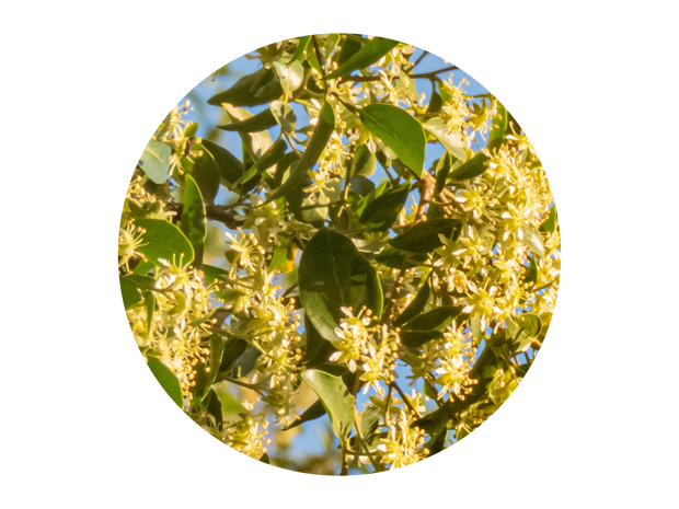 Soap Bark (Quillaja saponaria)