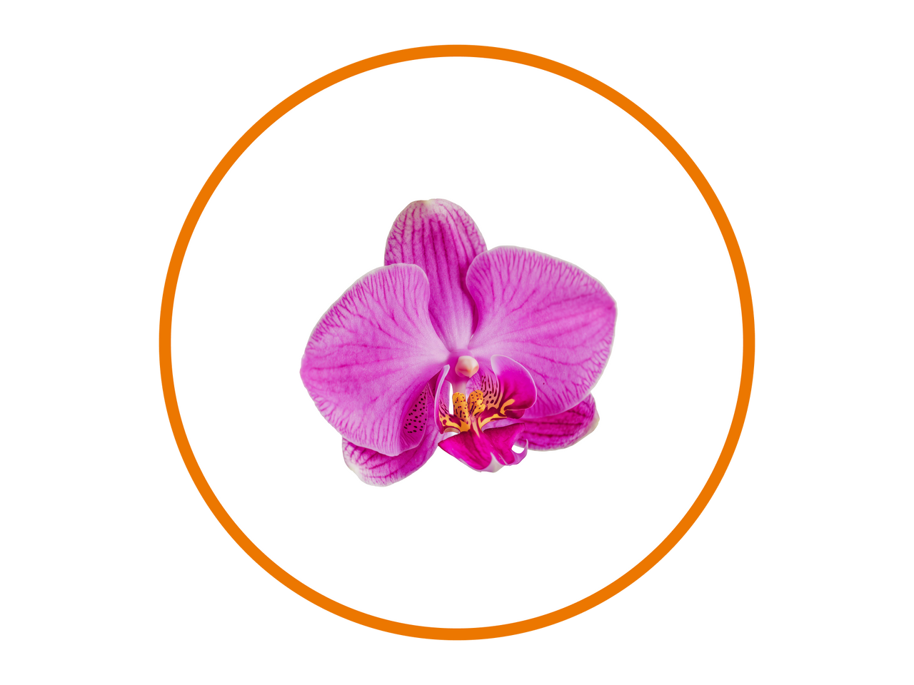 Orchid Mist Fragrance
