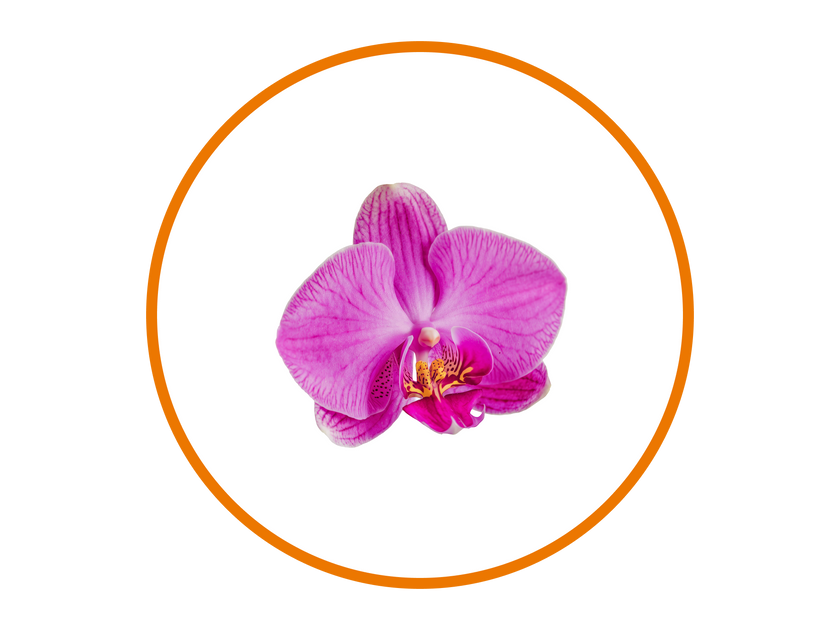 Orchid Mist Fragrance