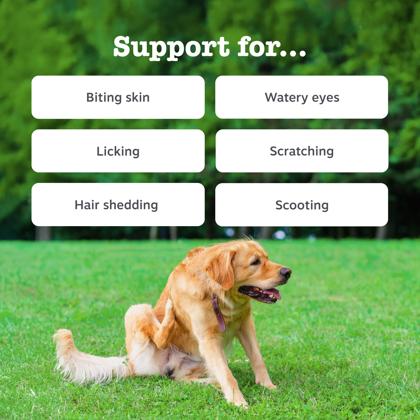 Zesty Paws Aller-Immune Chews