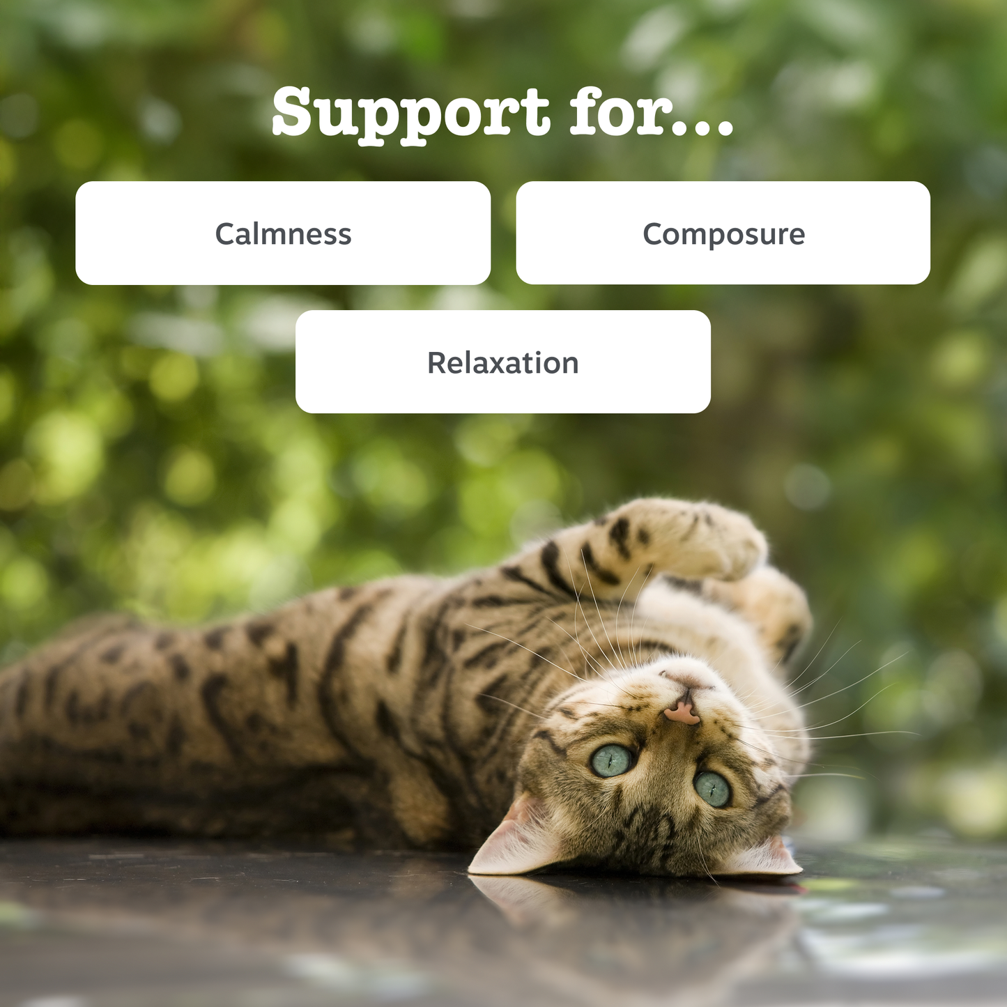 Zesty Paws Calming Paste