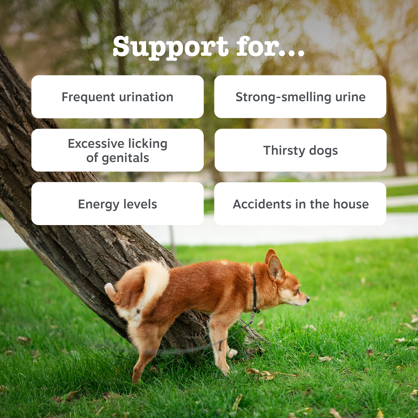 Zesty Paws Cranberry Urinary Chews