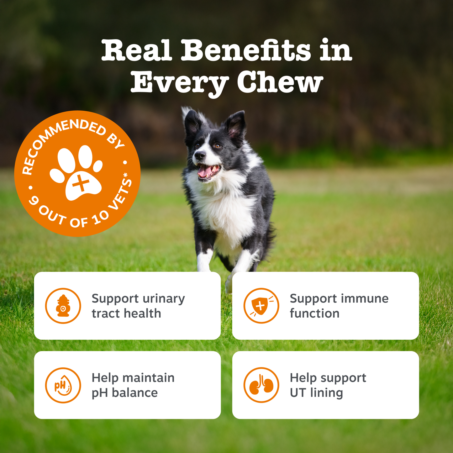 Zesty Paws Cranberry Urinary Chews