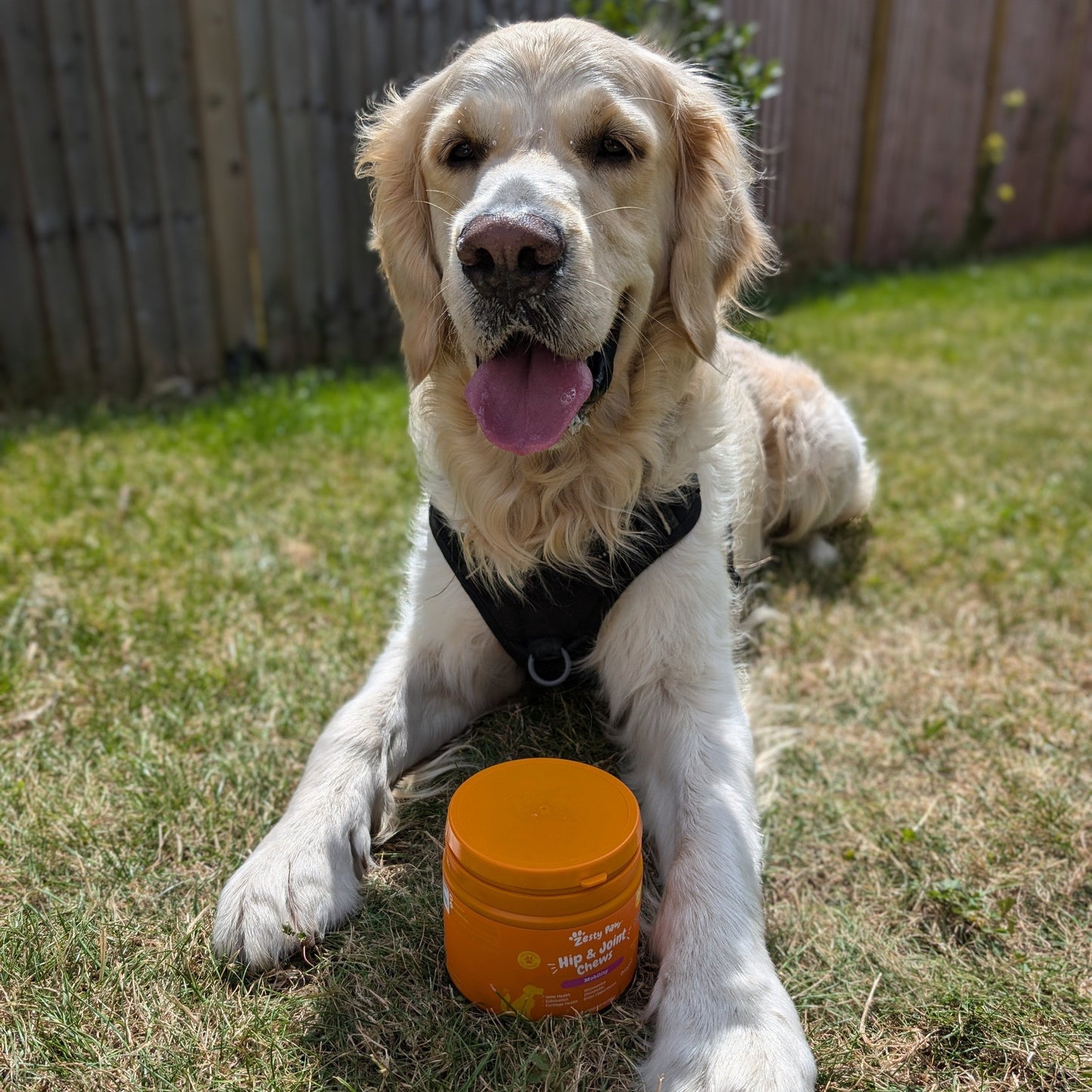 Zesty Paws Hip & Joint Chews