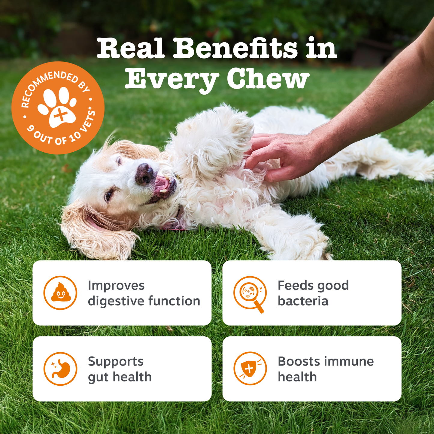 Zesty Paws Probiotic Chews