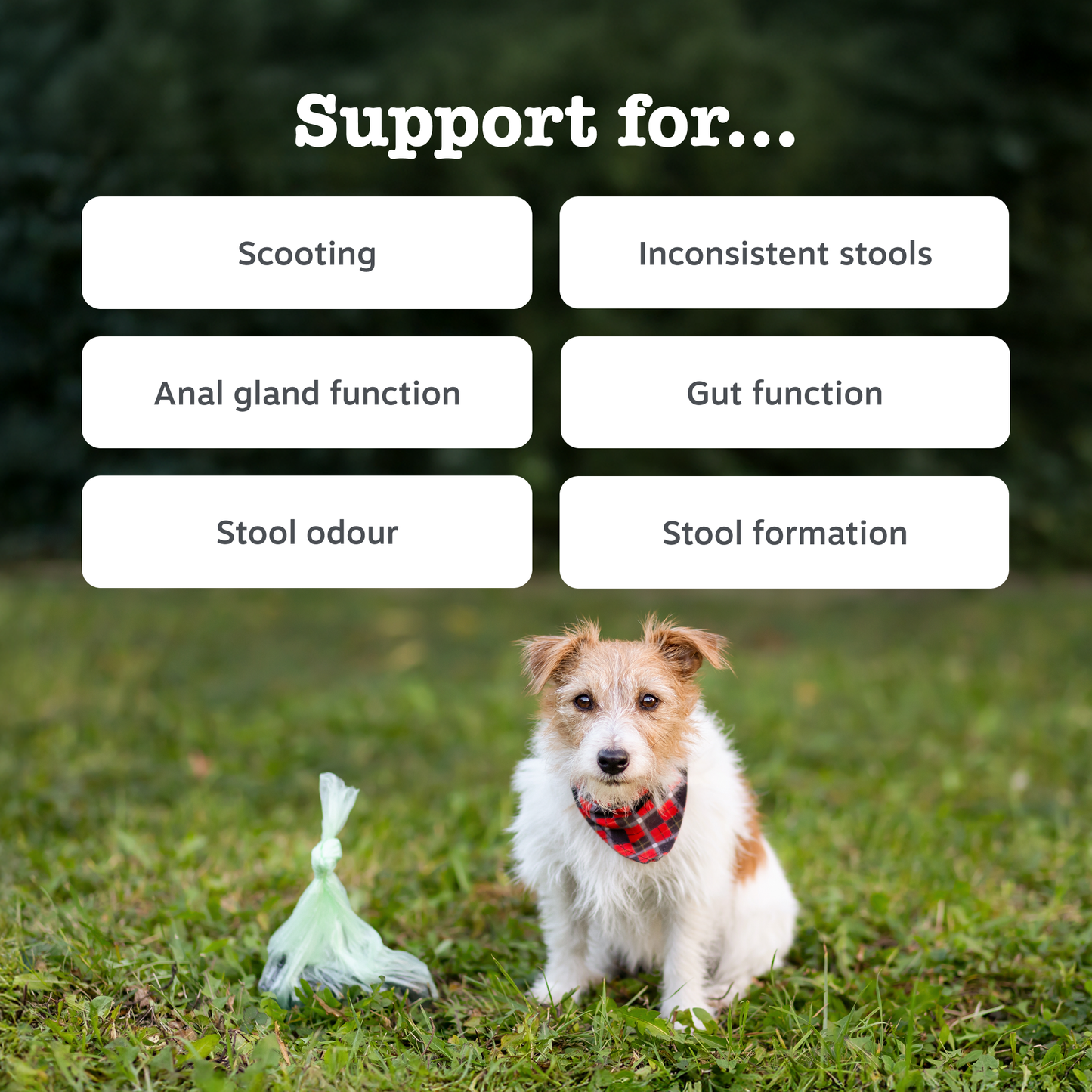 Zesty Paws Scoot Away - Anal Gland Support Chews